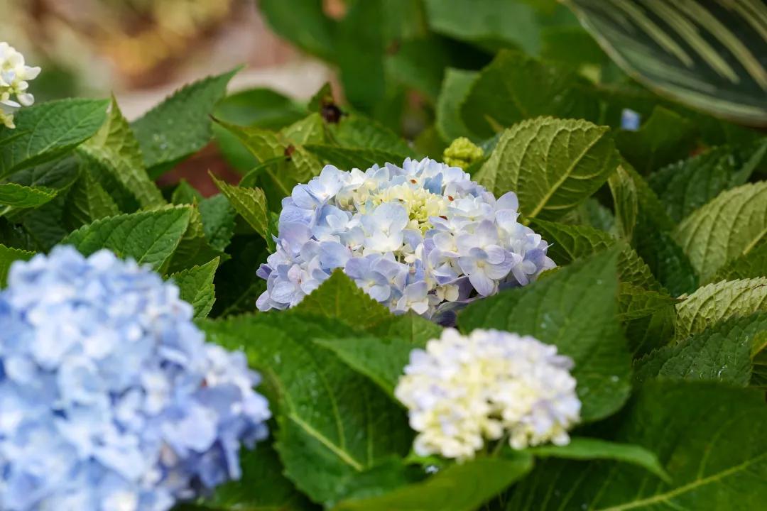 广州公园大片花海,广州哪个地铁站附近有花海