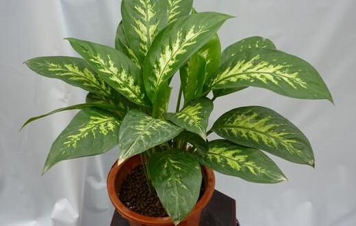 绿植盆栽室内绿萝吊兰,绿萝花卉盆栽除甲醛