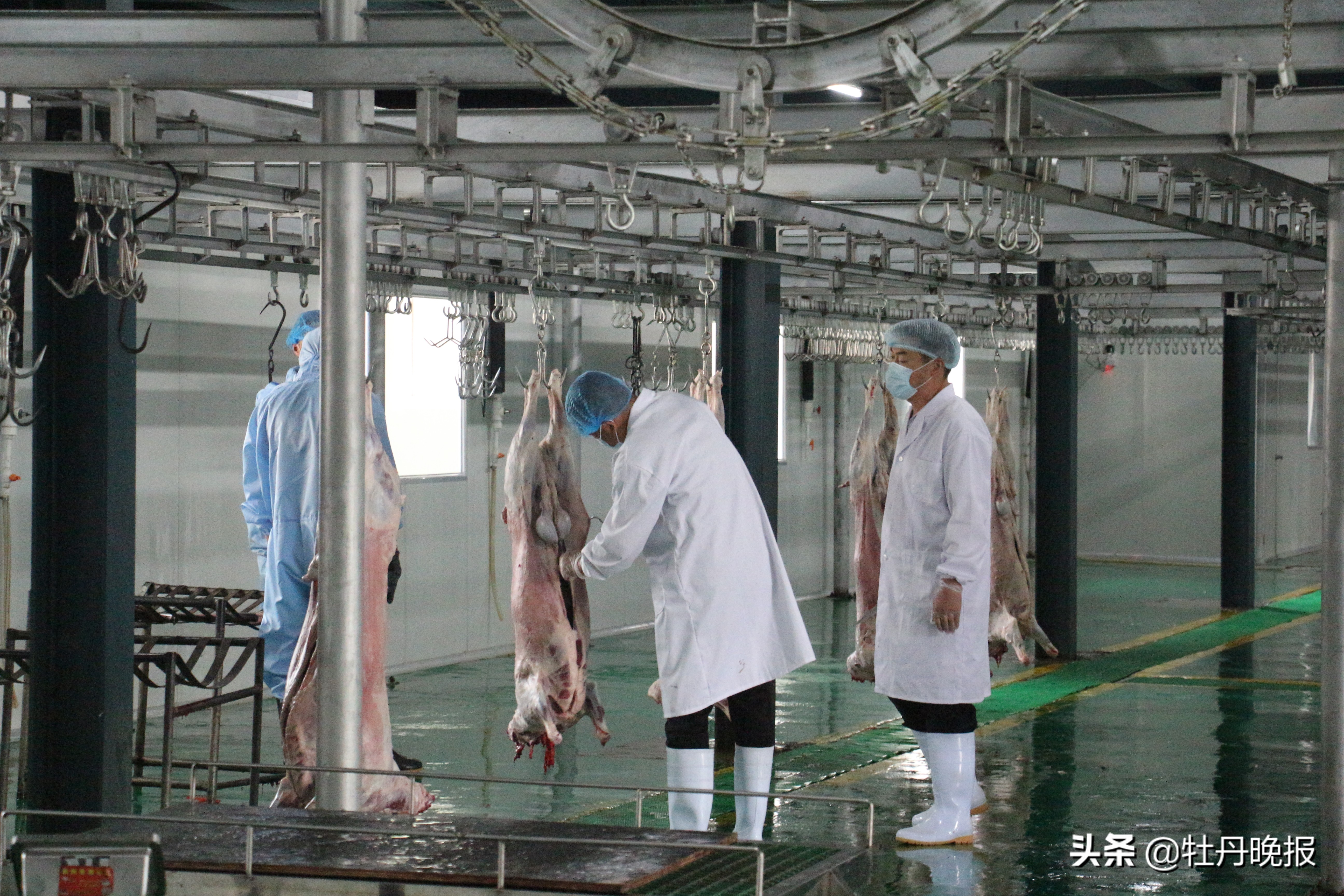 今日羊肉肉价行情表,牛羊肉价格下降原因