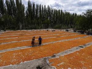 喀什地区地图,喀什地区英吉沙县