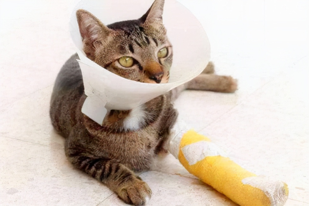 养猫日记：猫伤口化脓处理怎么办