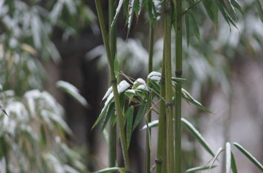 吟雪竹现代诗句,关于雪竹的诗句古诗词