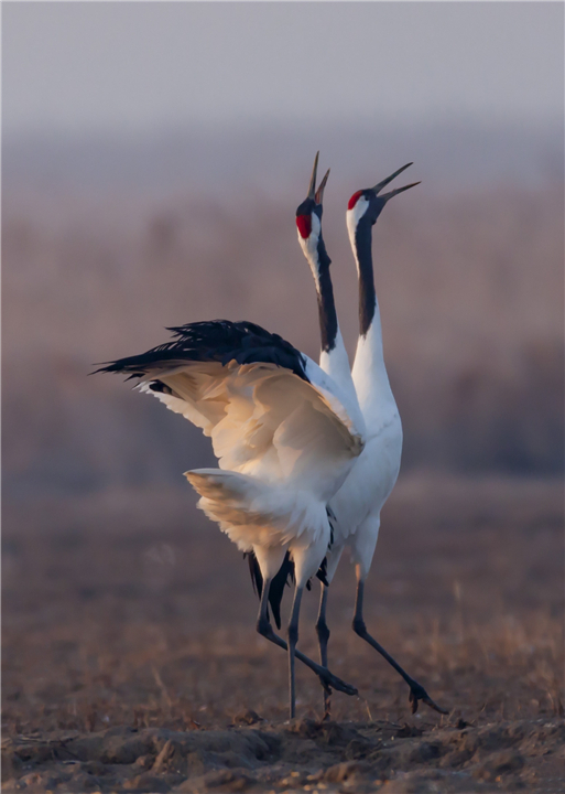 因为太萌差点成为“国鸟”的小肥啾：美丽在可爱面前一无是处