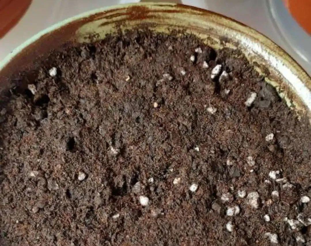 耐寒又好养的香水花,家里可以养法国香水花