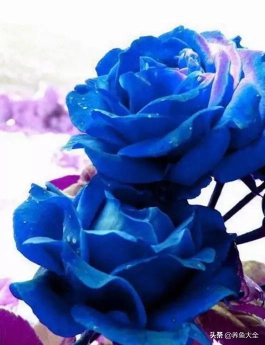 一至十二月的花期,12月到2月份的花期