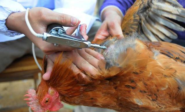 怎样预防春季鸡病的发生,秋季鸡病预防与治疗