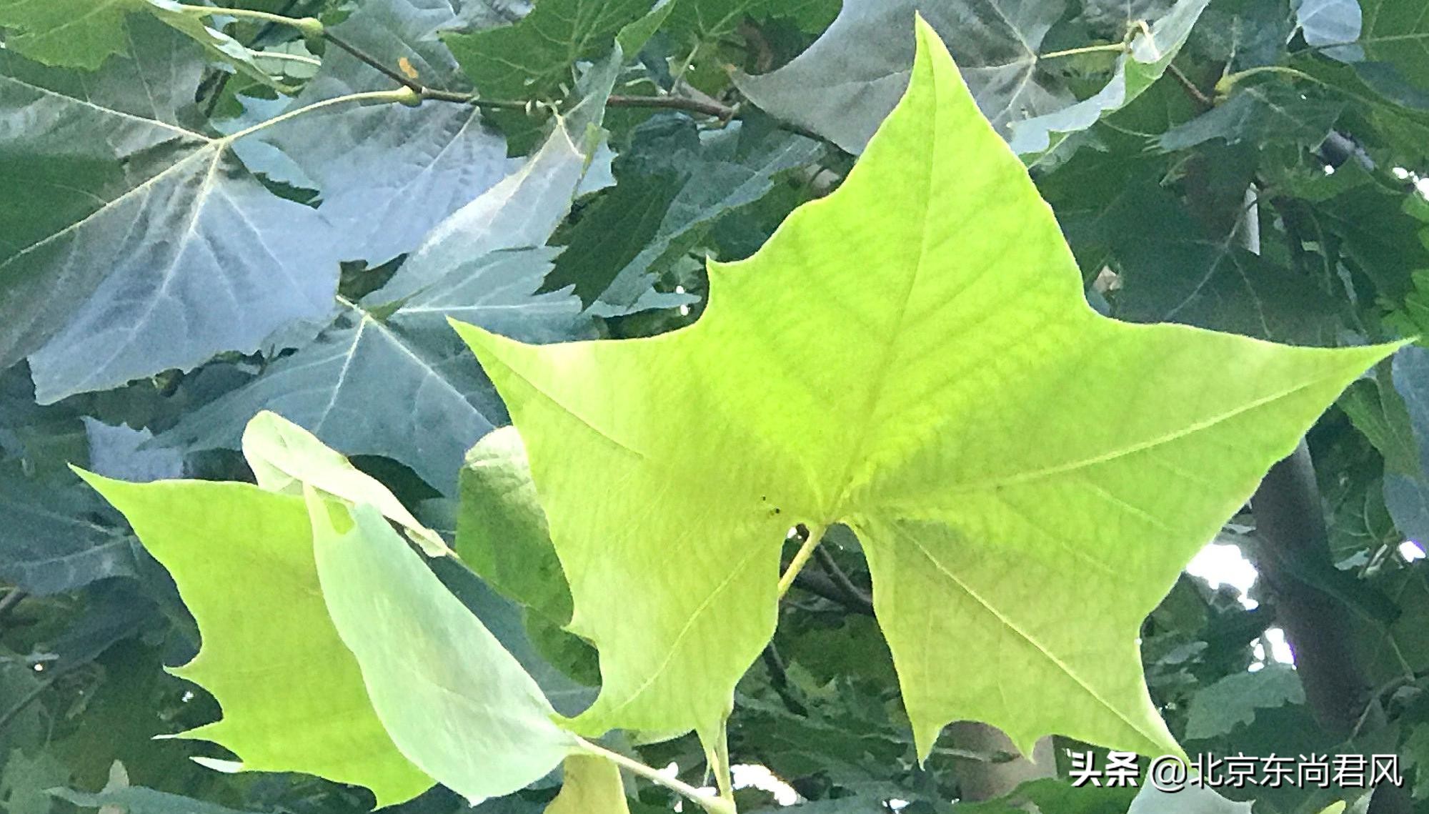 北京的特点蒙古餐厅,去不了大草原就来感受一下蒙餐