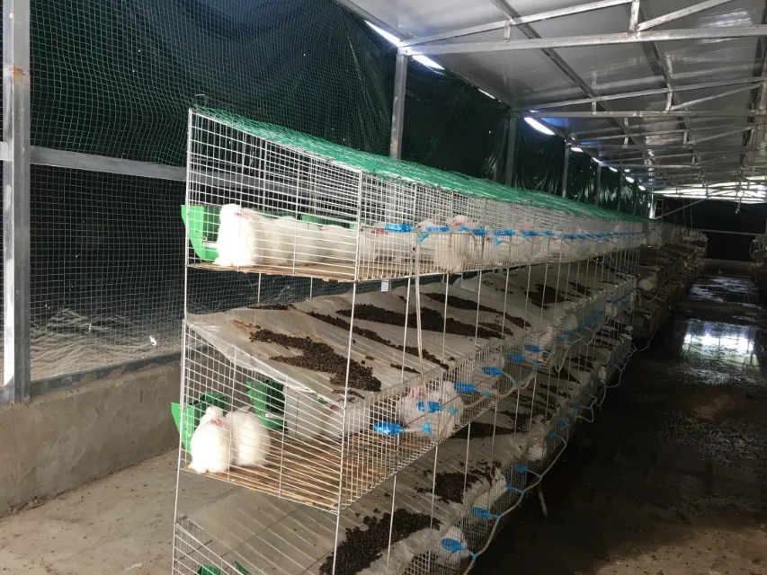 脱贫致富农村,小兔子助农奔向致富路