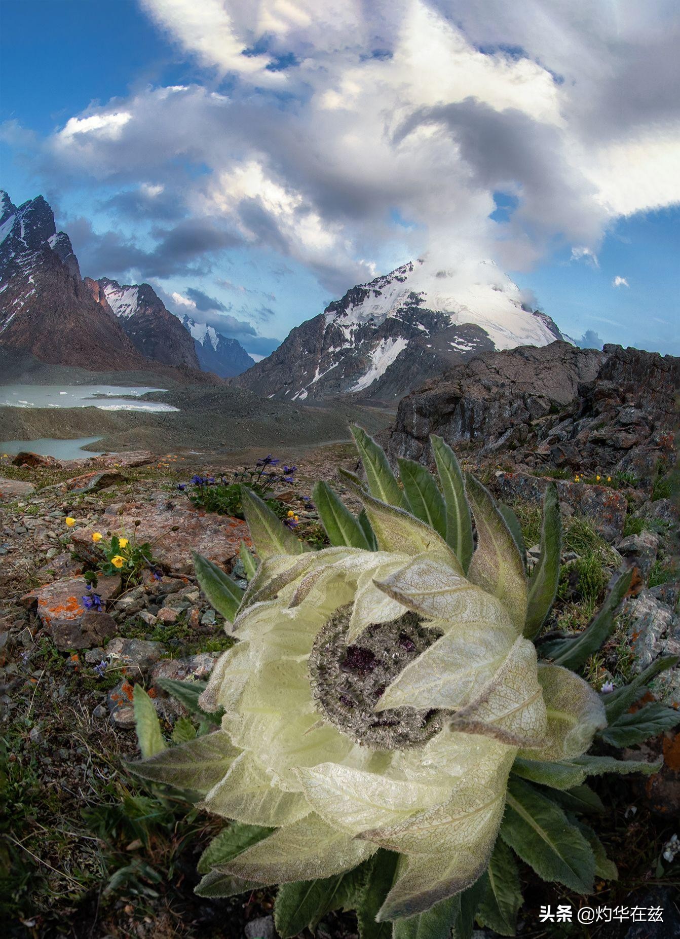 天山雪莲奇花,天山雪山雪莲