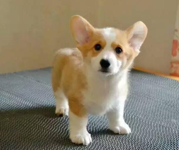 柯基犬如何看聪明不聪明,如何科学养一只柯基犬呢