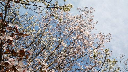 北京人少景美赏秋的公园,北京赏秋中山公园