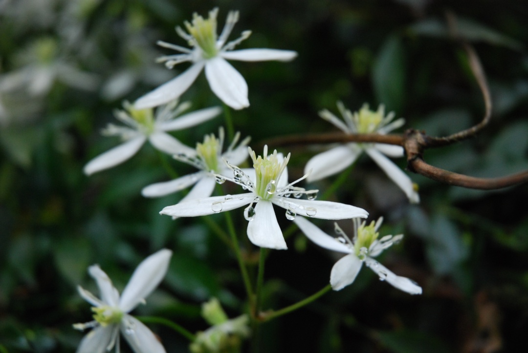 一棵就能爬满墙？这波操作服了