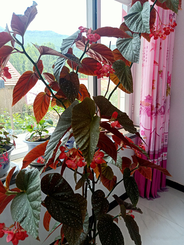 开直立花的秋海棠怎么养,四季秋海棠的光照