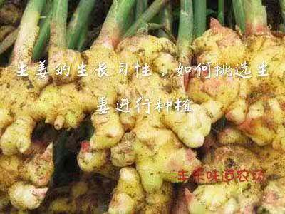 家庭生姜种植技术视频教程,盆栽生姜种植方法用什么肥料