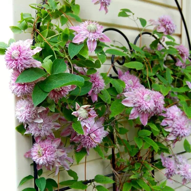 一年四季开花的爬藤花卉有哪些,一年就能爬满墙的爬藤花卉