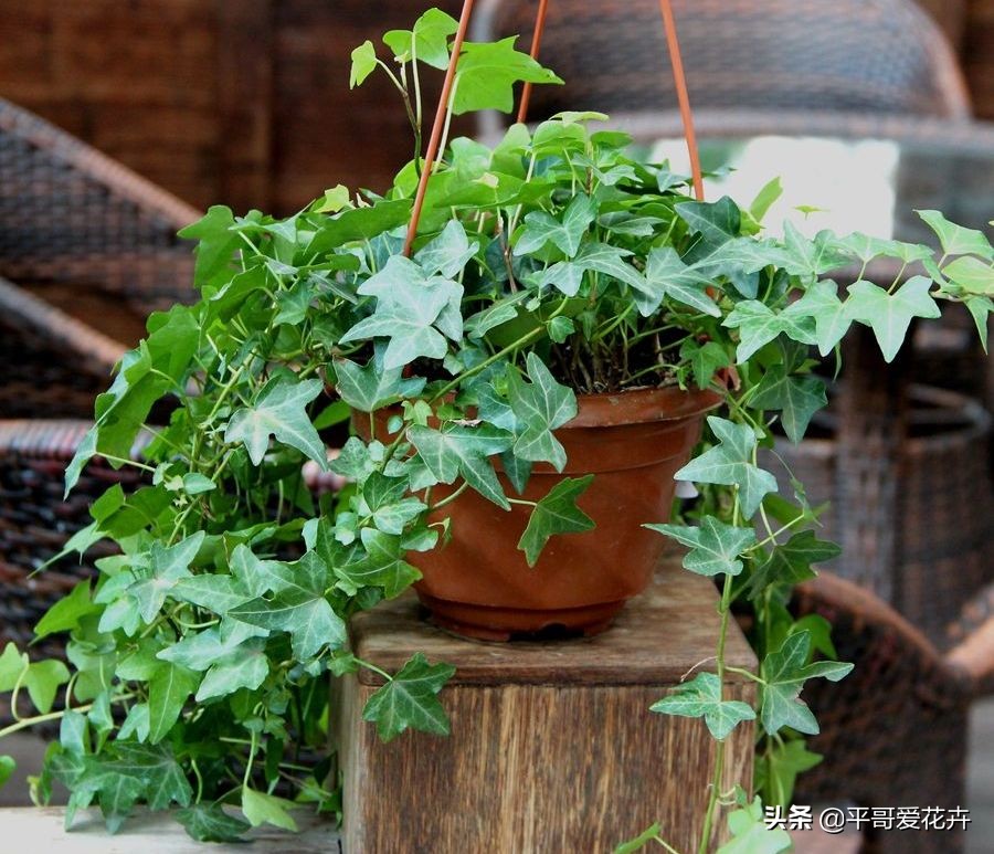 吸甲醛最好的3种花,什么花可以净化空气吸收甲醛