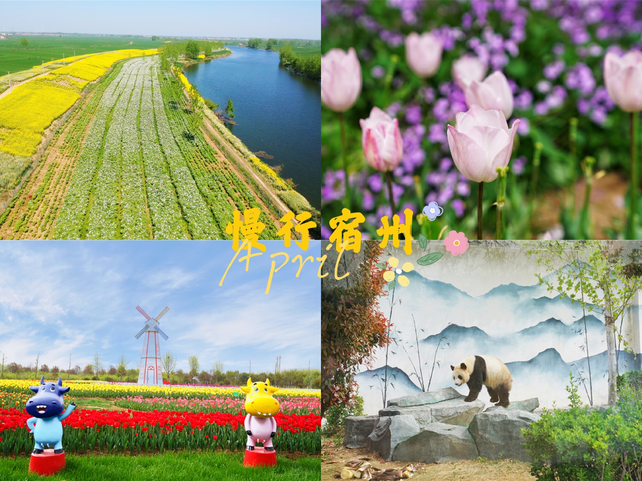 我和宿州有个约会，一场花事，一次慢旅行，探寻最烟火的宿州味道