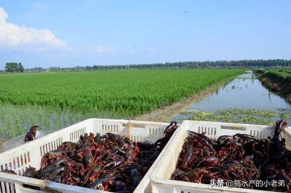 小龙虾养殖技术与推广,养殖小龙虾从投苗到出虾