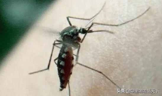 蚊子喜欢咬什么人跟血型有关系吗,蚊子喜欢咬什么人跟血型有关吗