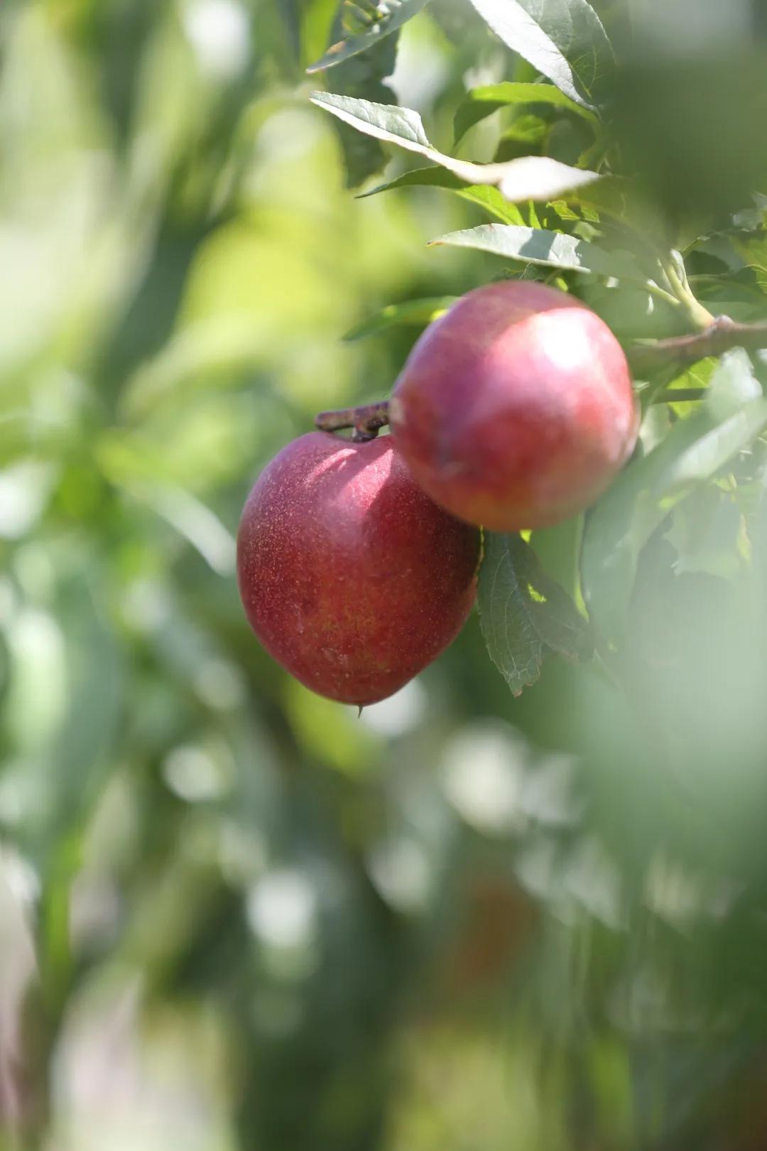 红红油桃挂枝头，这个五月“桃”你欢心