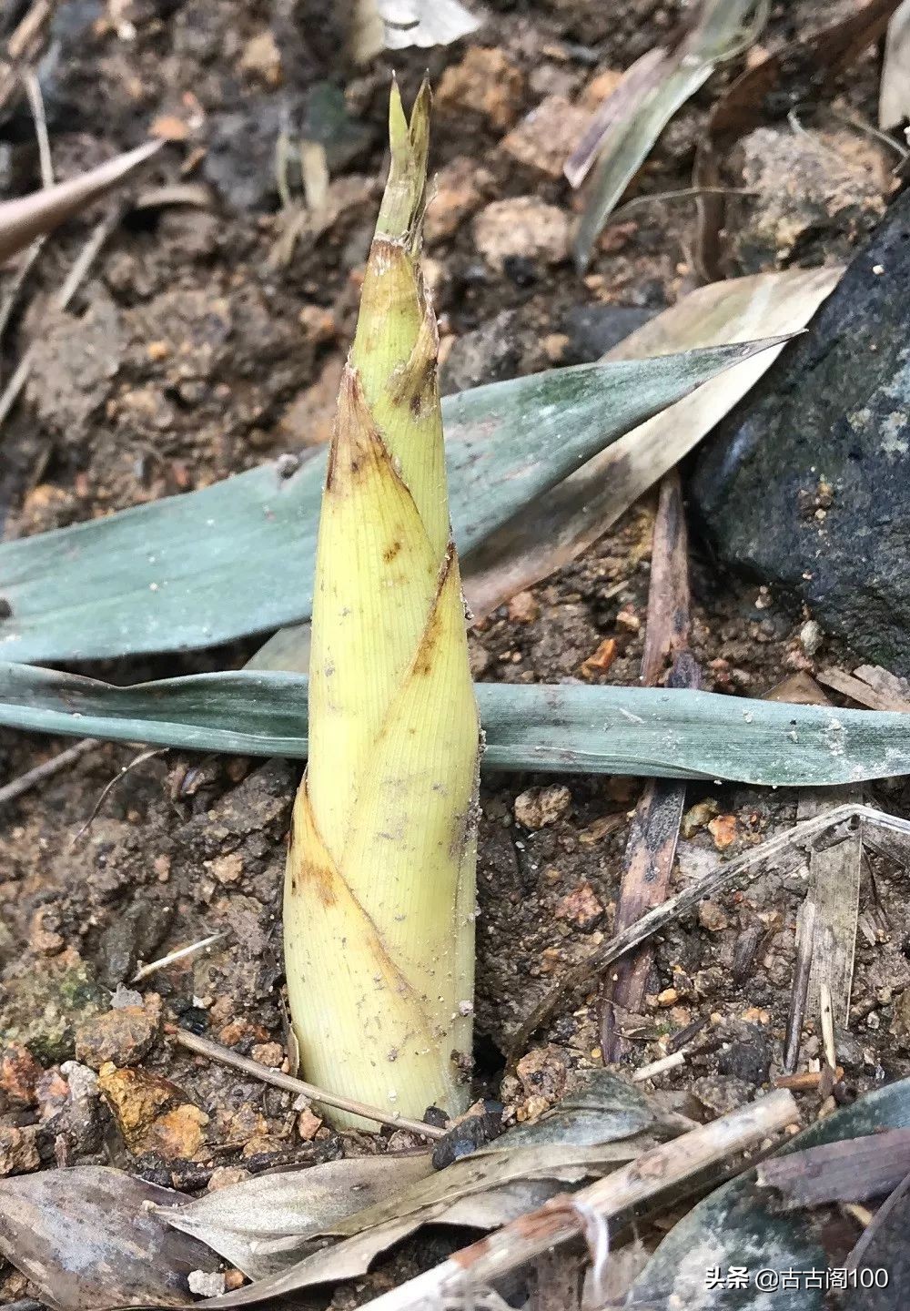萧绍古道沿途风景,萧绍古道难爬吗