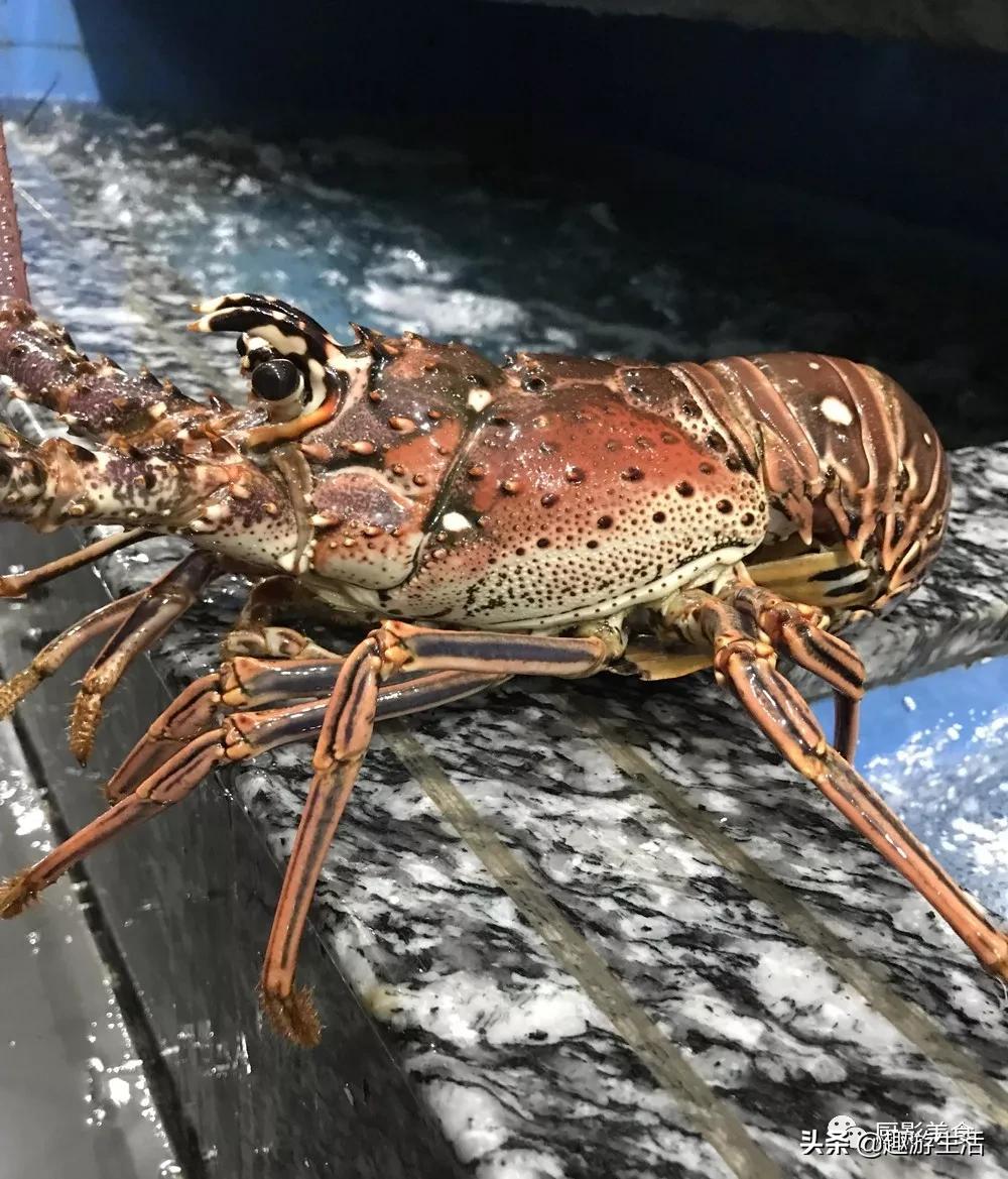 世界上的各种龙虾,世界上最大龙虾
