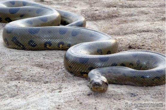 什么蛇体长超过15米,体长超过19米的蛇