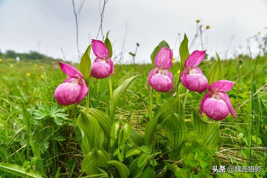 各个季节的野生兰花,北京百花山野生兰花图片