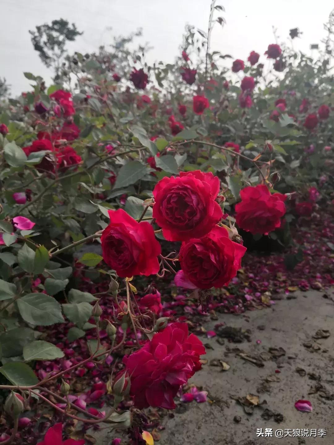 古老月季的魅力,40种中国古老月季