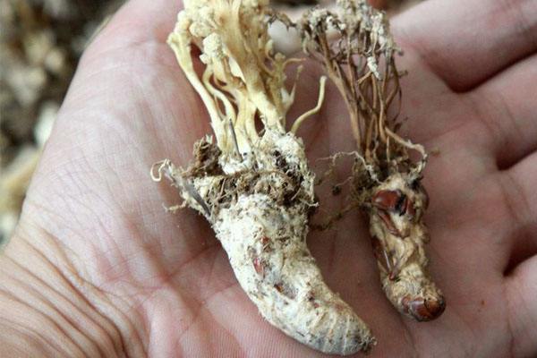 身边常见的野生神奇植物,这些野生植物你见过吗