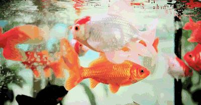 养了多年的金鱼为什么一直长不大,你养过金鱼吗他们有哪些习性