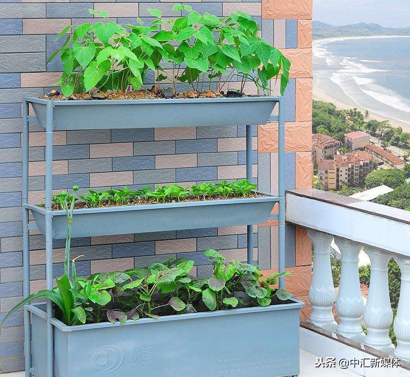 冬季阳台种菜种什么好,冬天阳台种菜小技巧有哪些