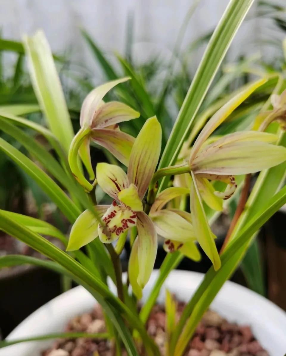 好看又好养的兰花有哪几种,推荐几款香味最好而且好养的兰花