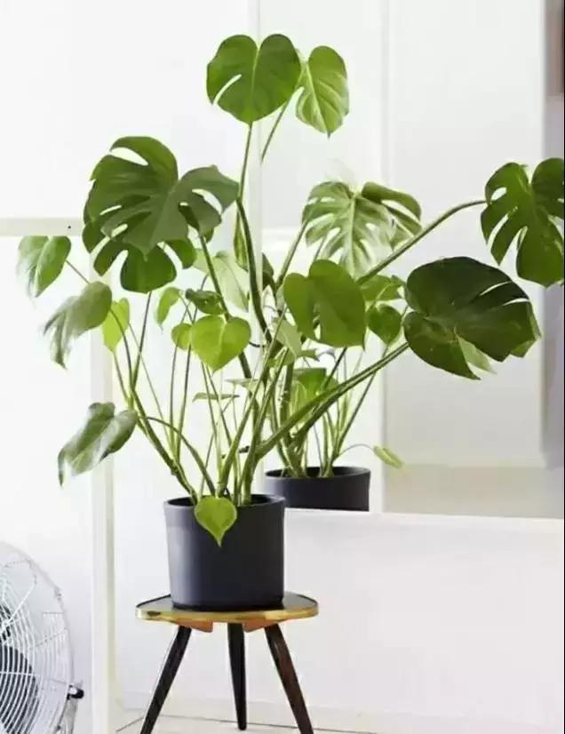 什么植物甲醛吸附好,房间里吸收甲醛的植物有哪些