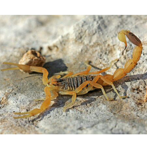 世界上最恐怖的20种虫子,世界上最恐怖的虫子无人能逃过