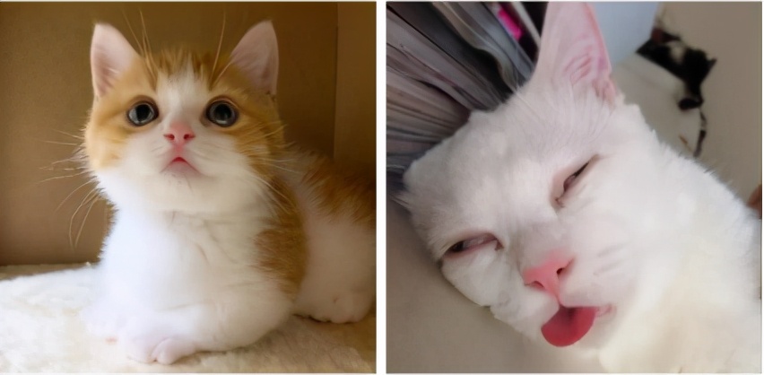 喂？110吗，我的钱都被猫咪骗走了