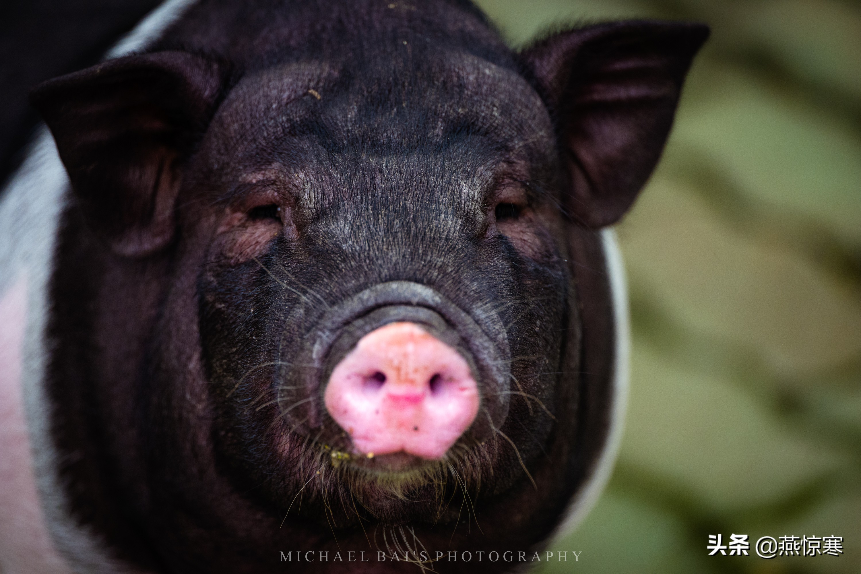 徕卡最值得玩的镜头,徕卡镜头351.4和501.4拍摄对比