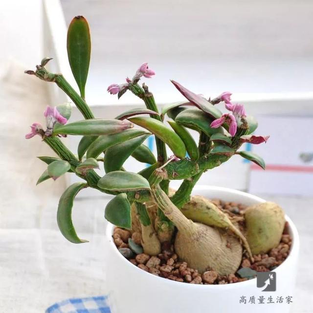 肉肉名字五行属什么,肉肉这个名字招财吗