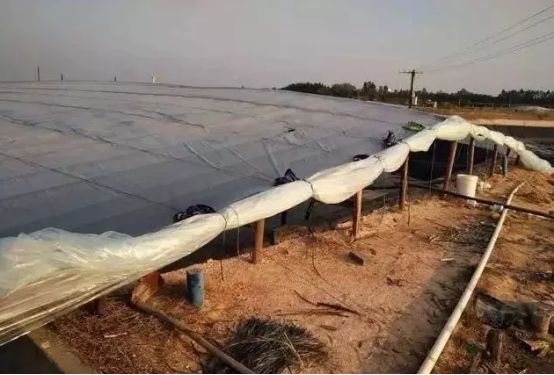 冬棚养虾注意哪些问题,冬棚养虾需要注意的问题