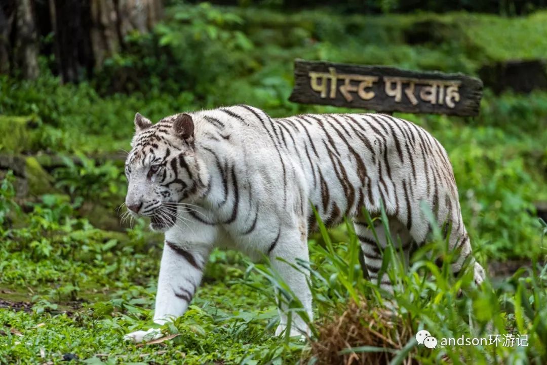 印尼你好怎么发音,印尼歌曲你好傻
