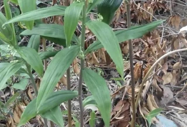 老虎姜实物,什么样子的老虎姜最好卖