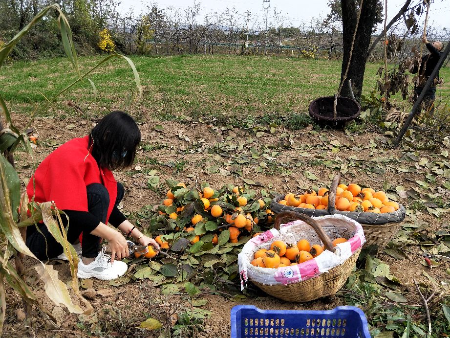 看农村是怎样采摘柿子的,采摘柿子全过程