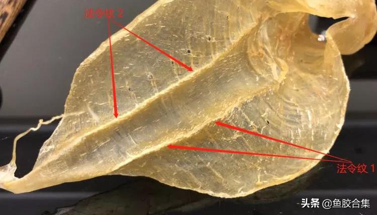 鱼胶花胶本港白花胶,小白花胶跟白花胶是一种鱼胶吗