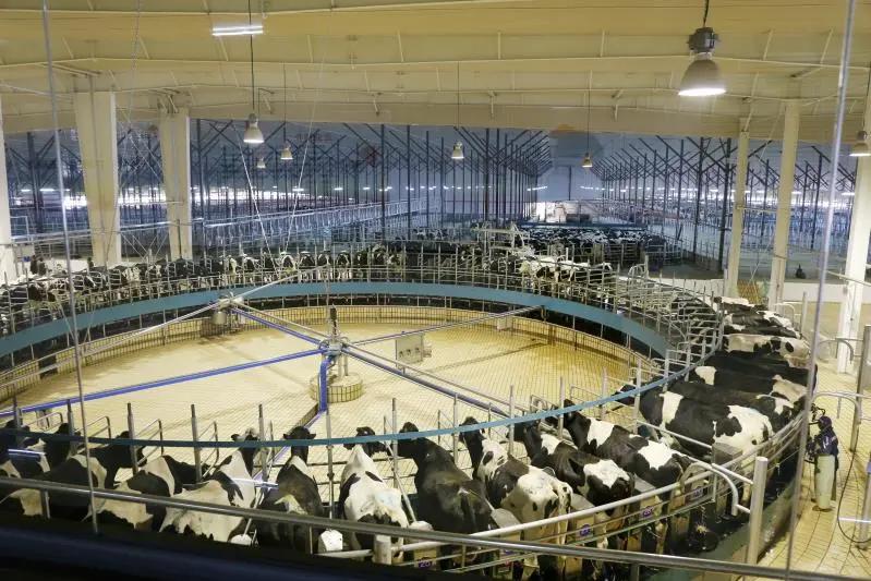 国产奶粉三聚氰胺,国产奶粉的曲折之路