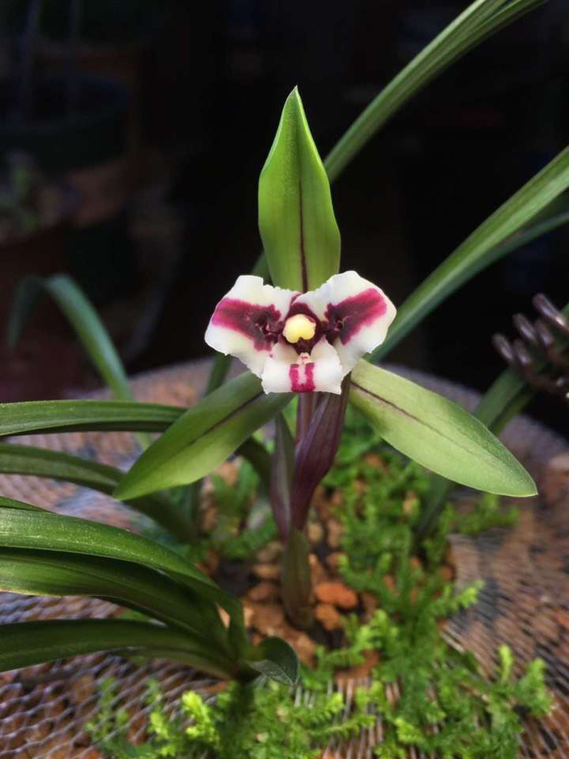 春兰和春剑兰的区别在哪里,春兰大富贵和春剑大富贵不一样吗