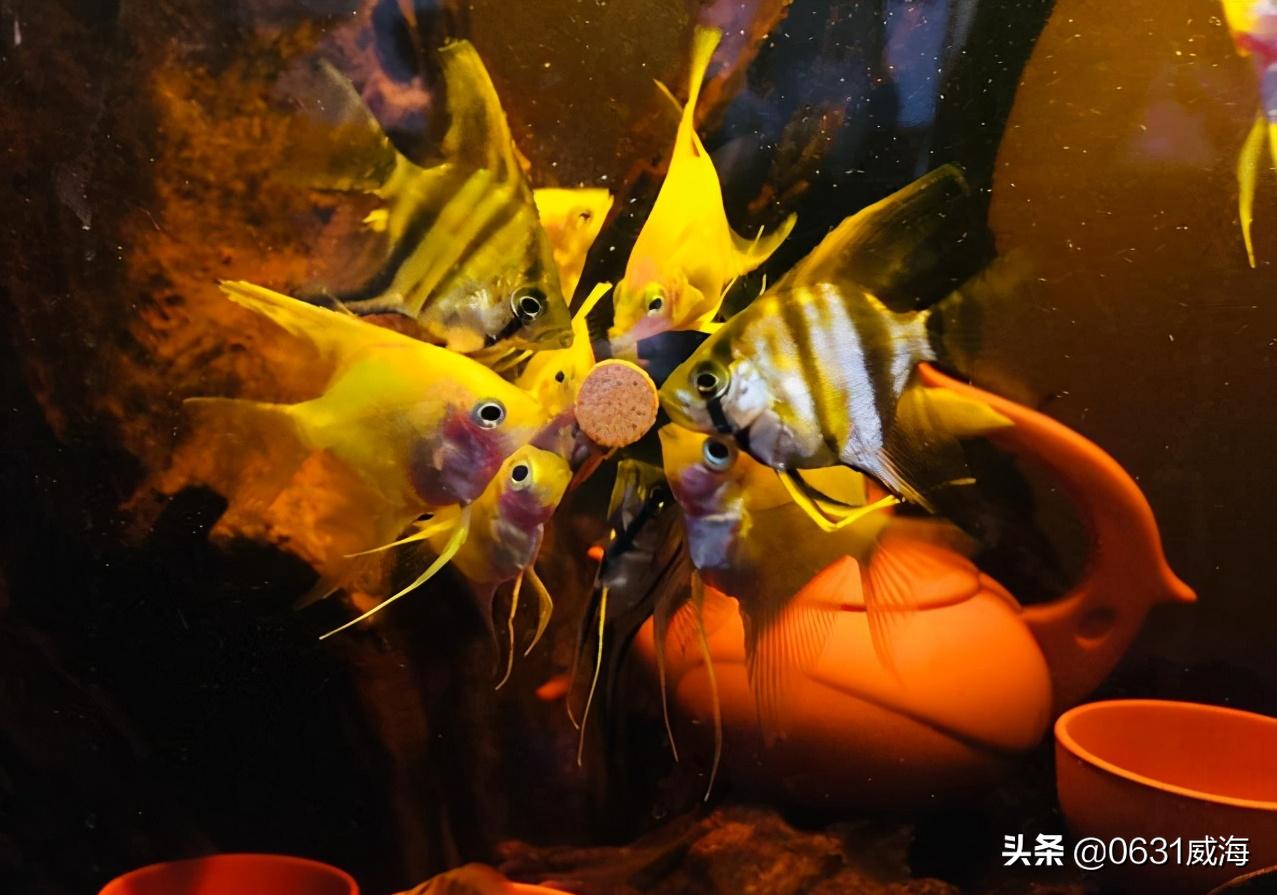 鱼缸硝化细菌的正确使用方法,鱼缸硝化细菌通常多久能稳定