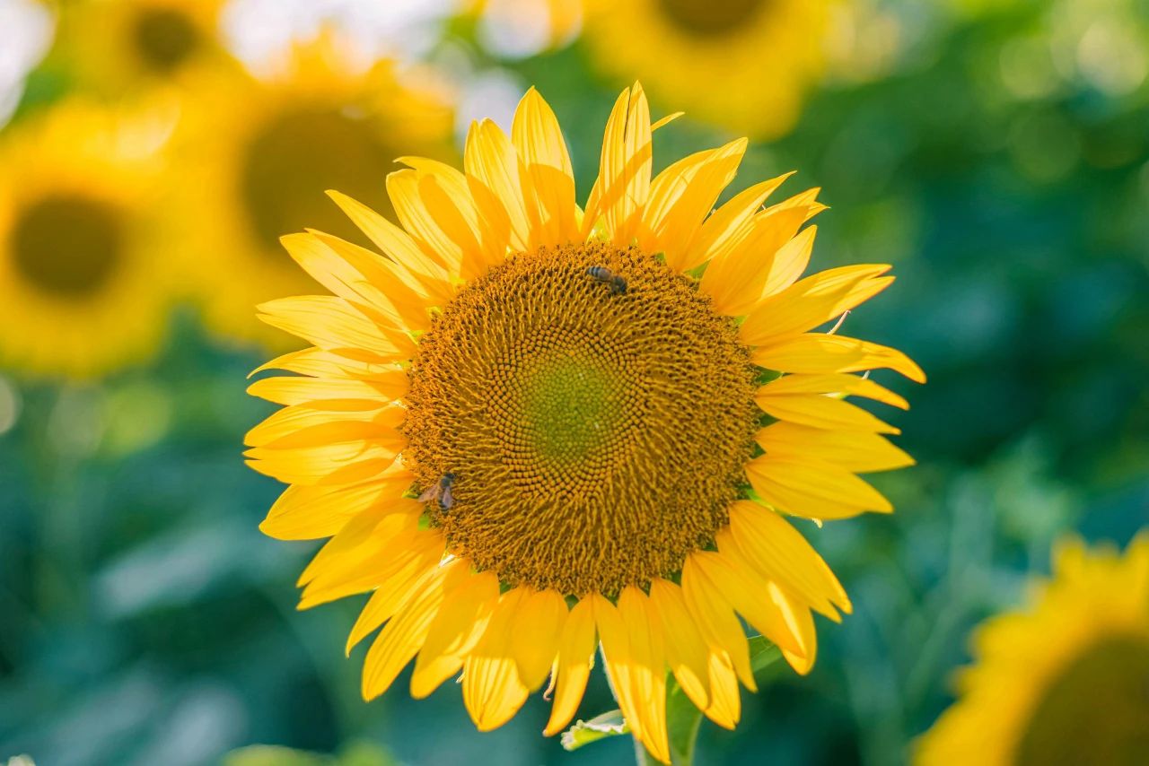 鏈夌埍鐨勫悜鏃ヨ懙,鏆栧績鐨勫悜鏃ヨ懙