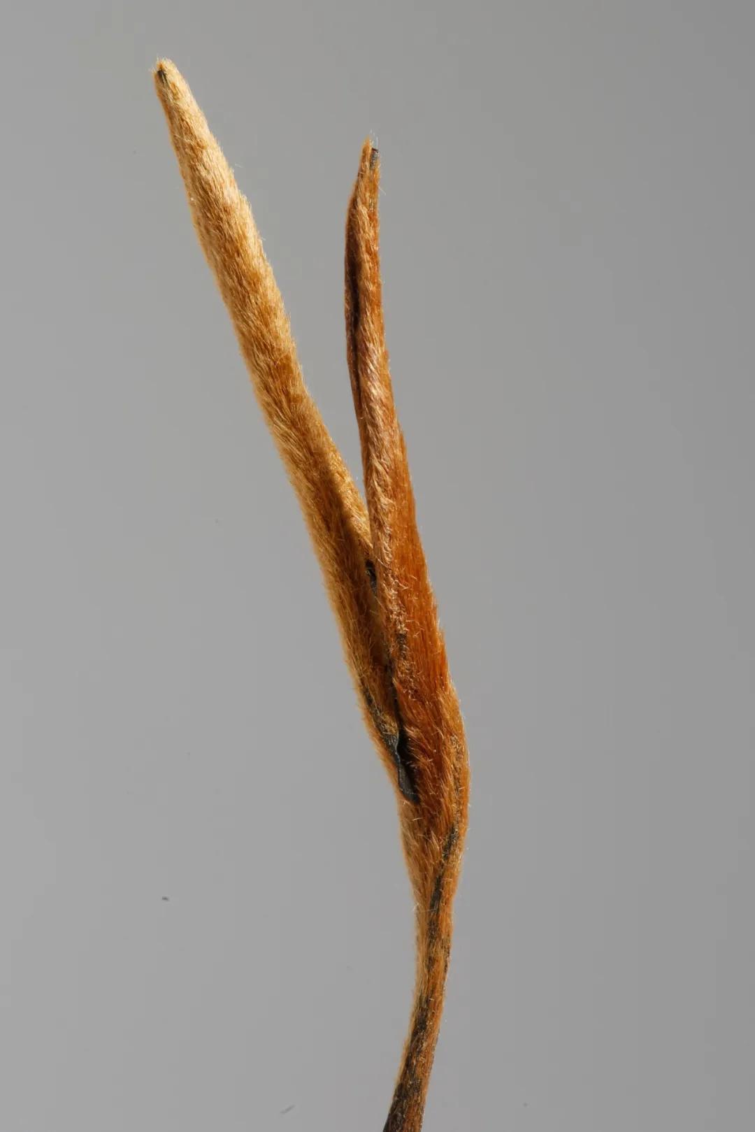 龙润茶大金芽1958,龙润大金芽好茶