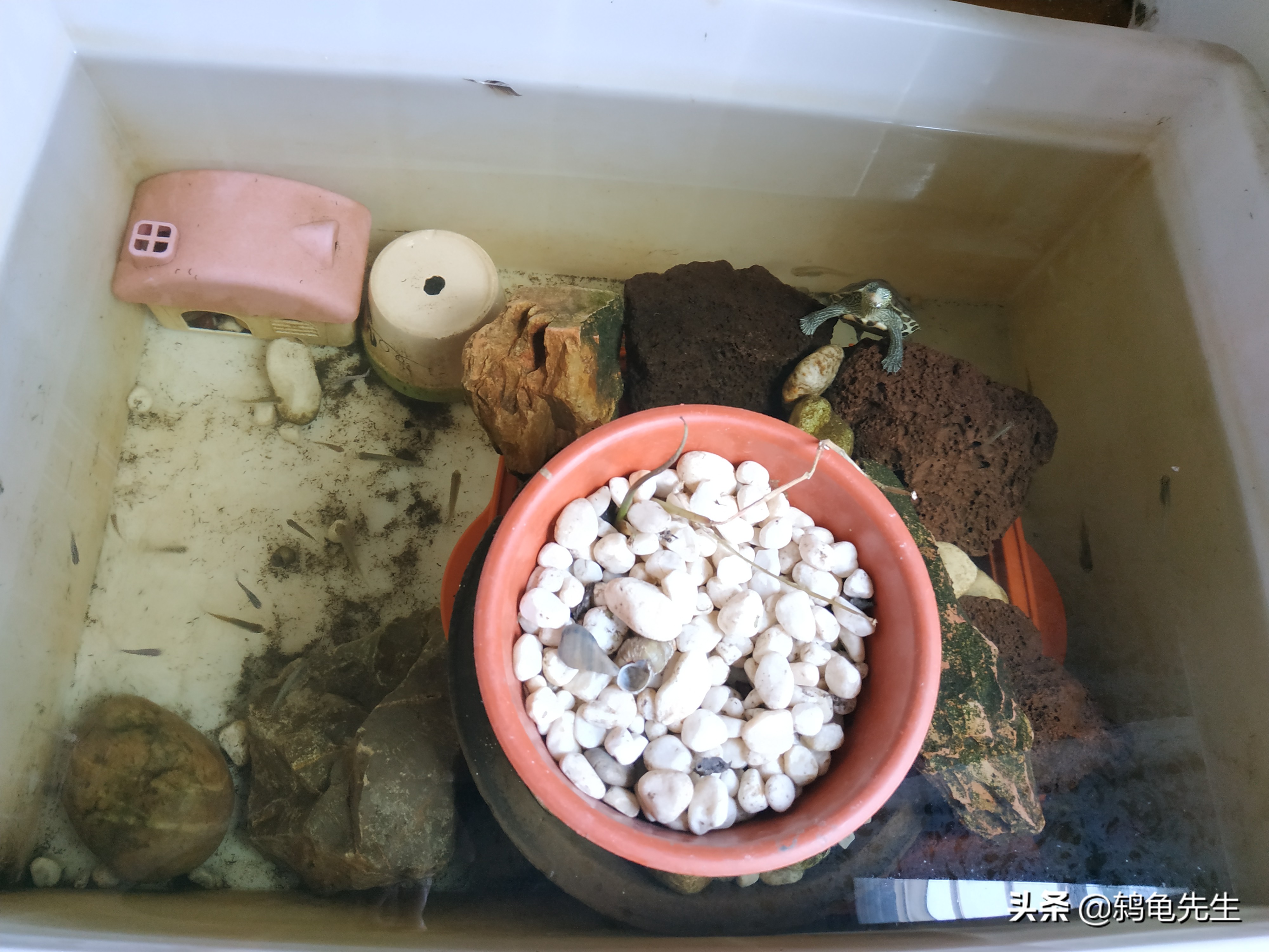 养龟几天换一次水怎么给龟换水,新手养龟不想换水应该用哪些东西