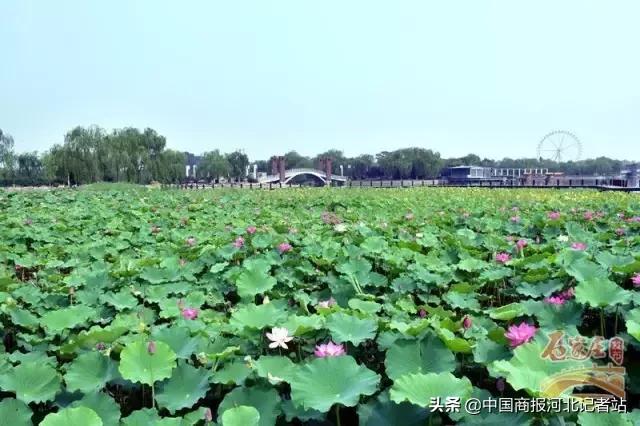 适合情侣约会的安静的地方石家庄,石家庄七夕一日游最佳去处